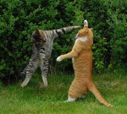 Cats fighting