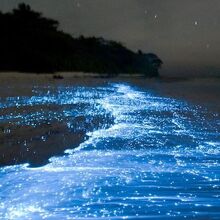 Starry ocean..