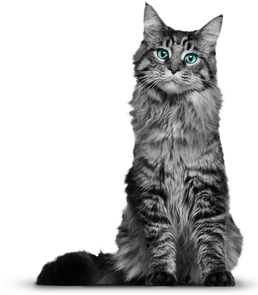 Ivywhisper | Warriors Fanon Wiki | Fandom, image size:851x974