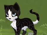 Crowstar of Thunderclan