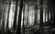 Black and white nature.jpg