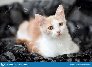 Portrait-young-white-light-ginger-tabby-cat-beautiful-motley-copper-coloured-eyes-resting-home-130377239.jpg
