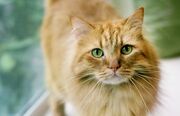 258884-699x450-ginger-tabby-cat