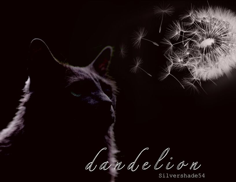 Dandelionfeathers; drifting in the wind