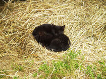 Sleeping kittens.jpg