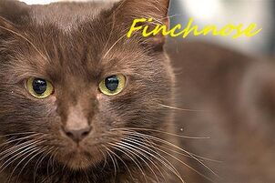 Finchnose