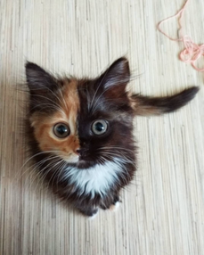 Chimera3 large.png