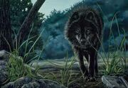 Black wolf.jpg