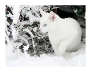 Cloudtail.jpg