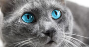 Cats-with-blue-eyes.jpg