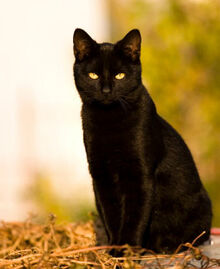 Black-cat