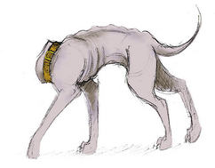 Yeth Hound (The headless dog of affection by eitherwise)