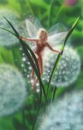 Fairy