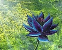 Black+Lotus