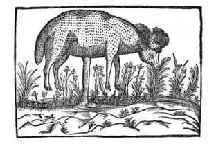 Lamb tree -2-.jpg