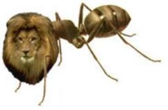 Ant Lion Myrmecolion Mermecolion Myrmecoleon Mermecoleon Formicoleon Formicaleun Lion Ant