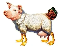 Eierlegende wollmilchsau