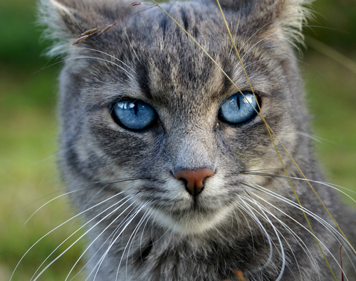 Jayfeather, Warriors Wiki