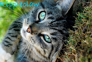 Rippleclaw.png