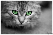 Cinderpaw.jpg