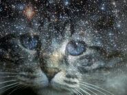 Starclan