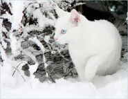 White Snow White Cat II by ace of