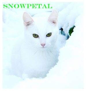 Snowpetal