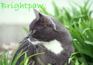 Brightpaw.png