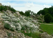 Dział roślinności wysokogórskiej