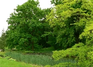 Drzewa w ogrodzie botanicznym