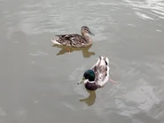Kaczkibrd.jpg (124 KB) Kaczki pływające w stawie