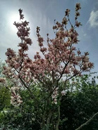 Drzewobrd.jpg (358 KB) Drzewo