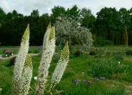 Widok na fragment ogrodu