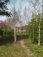 Alejadrzewbrd.jpg (415 KB) Aleja drzew