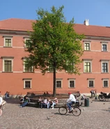 Topola "samosiejka" na placu Zamkowym