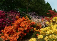 Rododendrony w "Arboretum"