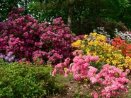 Rododendrony w "Arboretum"