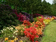 Rododendrony w "Arboretum"