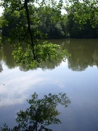 S7301246.jpg (325 KB) Jeden z parkowych stawów