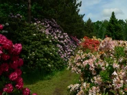 Rododendrony w "Arboretum"