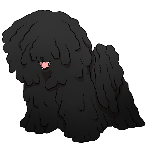 Portuguese Water Dog - Wikipedia