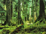 Hoh Rainforest