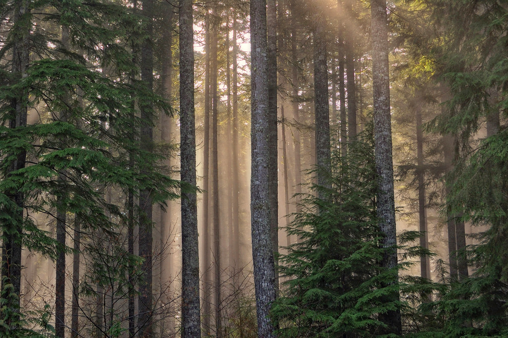 Washington State Forest.