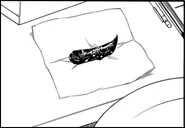 Poop chocolate left for Tomoki.