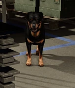 Rottweiler deployed by gangs.