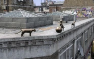 The cats