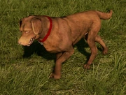 Brown Labrador Retriever.