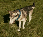 Siberian Husky.