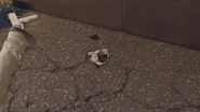 Pigeon.