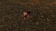Yorkshire Terrier.